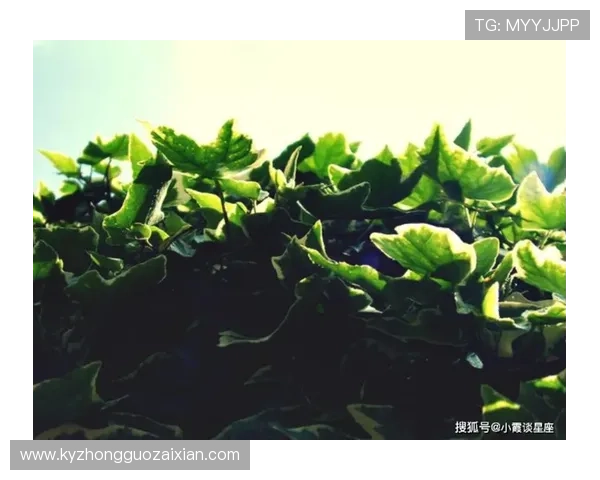 如何通过开运手机入口提升个人运势实现生活大逆转